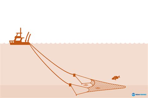 Fishing Gear: Bottom Trawls .